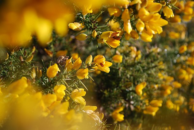 Home. AshdownForestFlora
