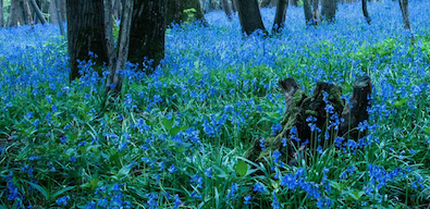 How we work. Bluebells crop